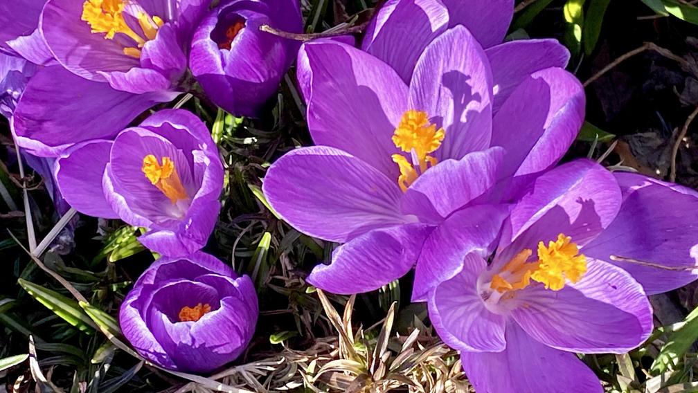 Signs of spring: a close-up of several bright purple crocuses in sunlight