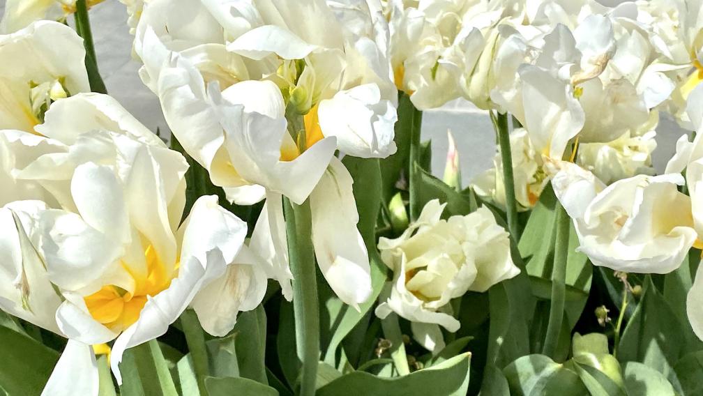 Wilting white tulips with golden yellow centers and green stems in the bright sunshine