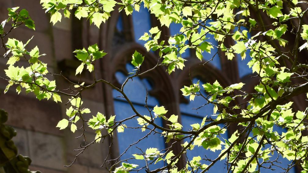 Sunlight shines through the green leaves of a tree in Trinity churchyard as Trinity Church stands in the background