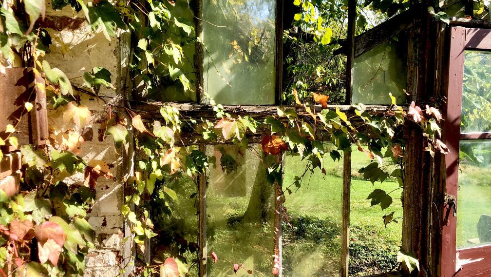 Vines crawl up on old window bathed in warm fall sunlight, reflecting the grass and trees beyond