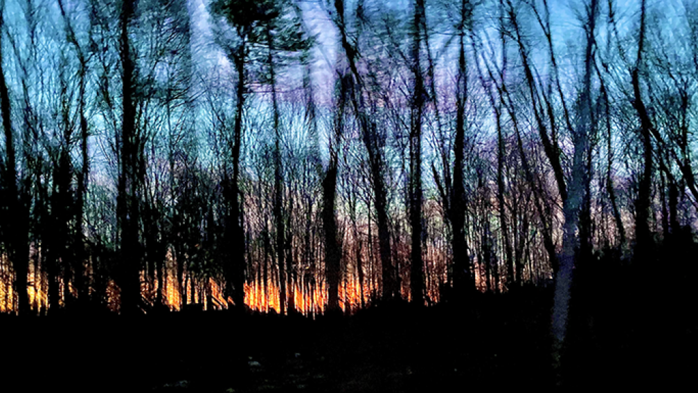 A colorful sunset with pinks, oranges, blues, and violets behind a forest of trees