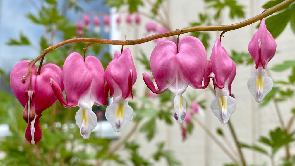 Pink heart-shaped flowers hang on a branch