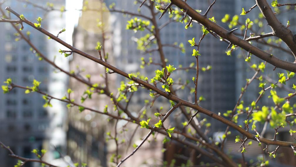 New leaves sprouting on a branch, with a sun-lit and out-of-focus Trinity Church in the background