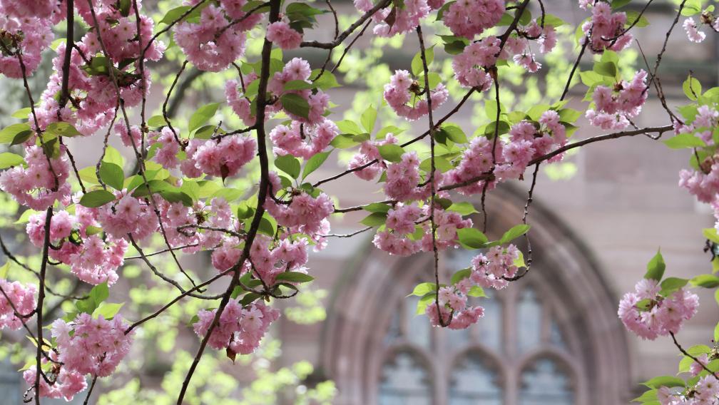 Cherry blossoms blooming in the spring in Trinity churchyard
