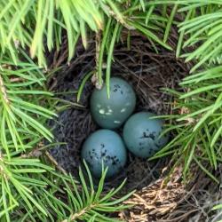 Blue eggs in a nest in a tree
