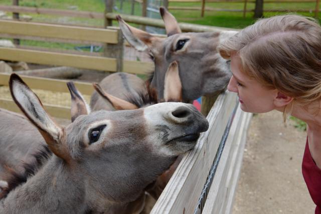 Donkeys at the Trinity Retreat Center