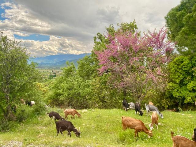 goats graze in a field