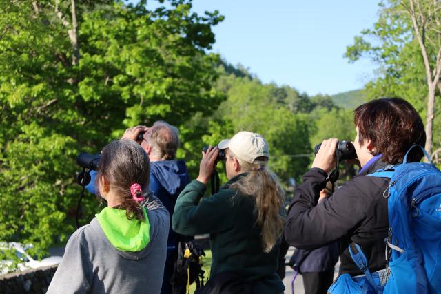 Birdwatchers look at trees through binoculars
