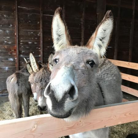 A close-up view of a donkey
