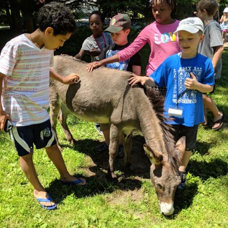 Children pet a donkey