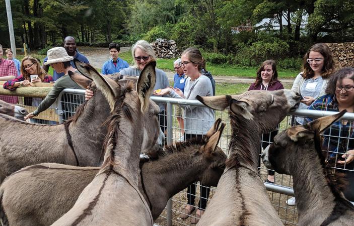 Guests feed the donkeys