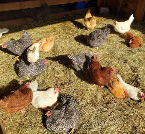 Chickens peck in the barnyard hay