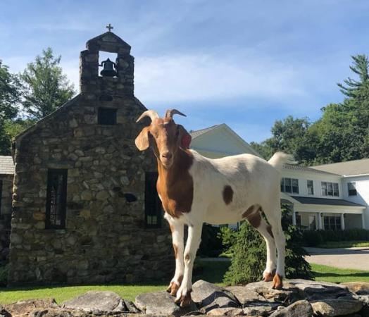A goat poses on the low stone wall in front of the Chapel