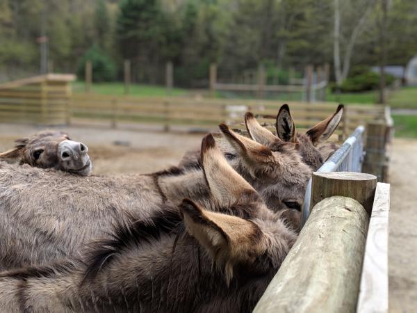 Four donkeys gather near a fence