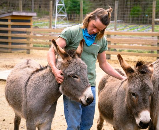 A man pets two donkeys