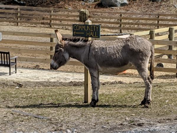A donkey stands in its pen