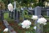 A few of the Heritage Roses at the Cemetery, blush colored