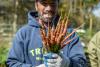 Retreat Center Caretaker Ashraf Aljasem harvests carrots