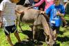 Children pet a donkey