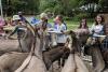 Guests feed the donkeys