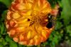 A bee pollinates a yellow and orange flower