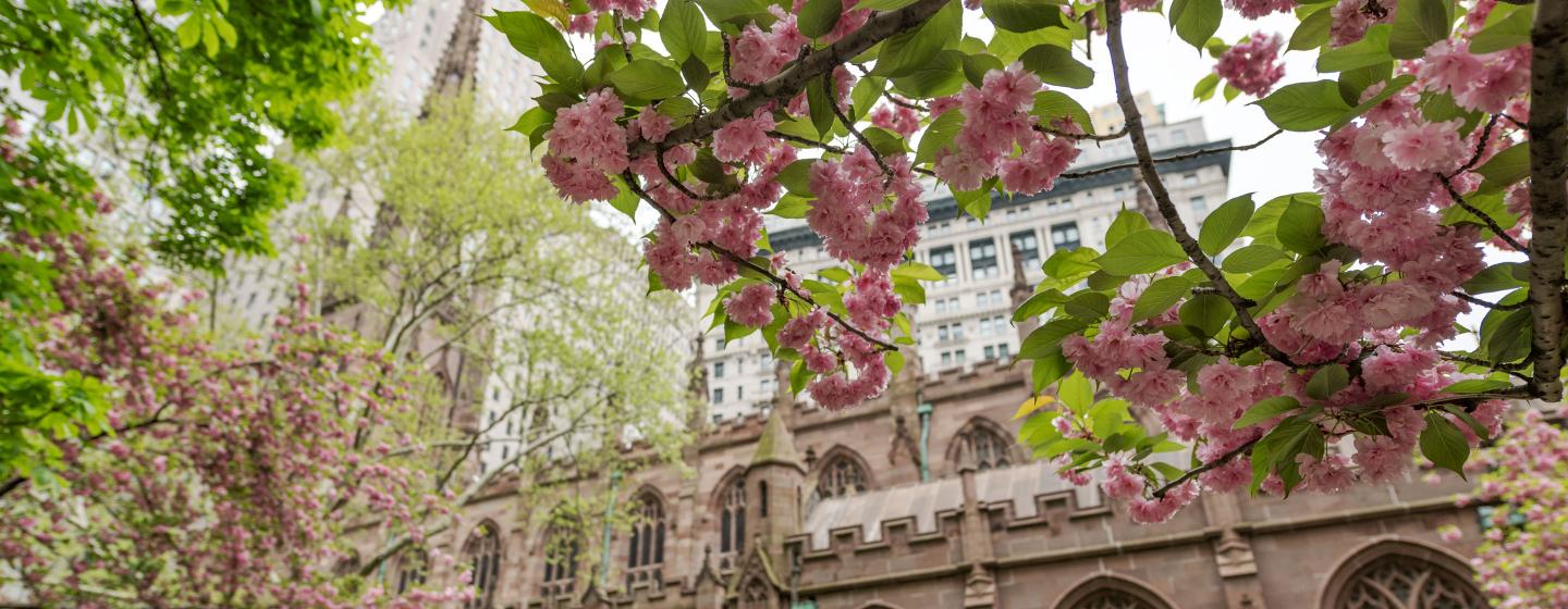 View of Trinity Church from the Churchyard, through cherry blossoms