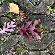 Fallen leaves on the ground