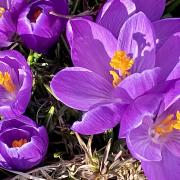 Signs of spring: a close-up of several bright purple crocuses in sunlight