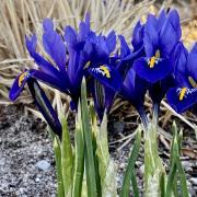 A group of vividly violet irises against a background of faded brown plants, yet to come back to life
