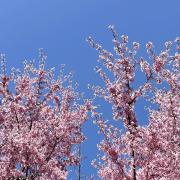 The top of a blossoming pink tree against a vibrant blue sky
