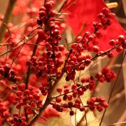 Bright red berries in a floral arrangement in Trinity Church
