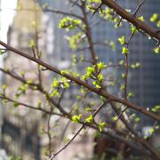 New leaves sprouting on a branch, with a sun-lit and out-of-focus Trinity Church in the background