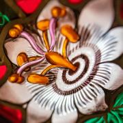 A white flower depicted in a stained-glass window at Trinity Church