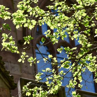 Sunlight shines through the green leaves of a tree in Trinity churchyard as Trinity Church stands in the background