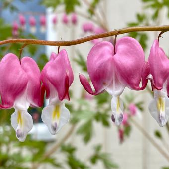 Pink heart-shaped flowers hang on a branch