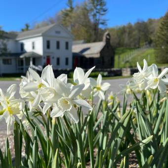 Easter Daffodils at the Trinity Retreat Center