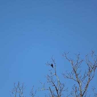 Bird on a branch against a blue sky
