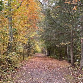 Fall Trail 