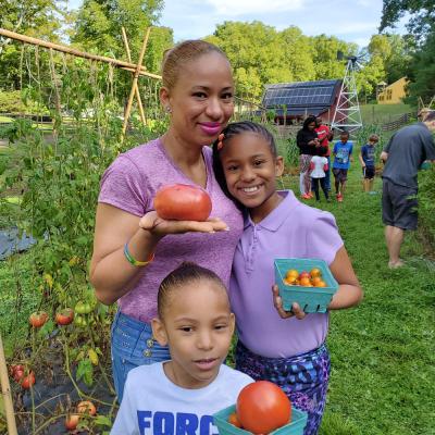 A mom and two daughters pick tomatoes