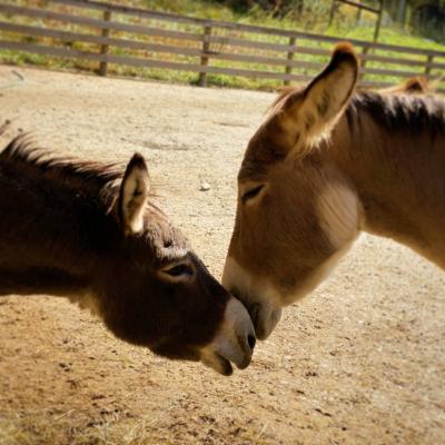 Two donkeys touch noses