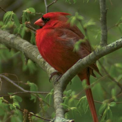 Cardinal bird, sitting in a tree