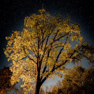 An autumn tree with yellow leaves, illuminated from below, under a star-filled sky