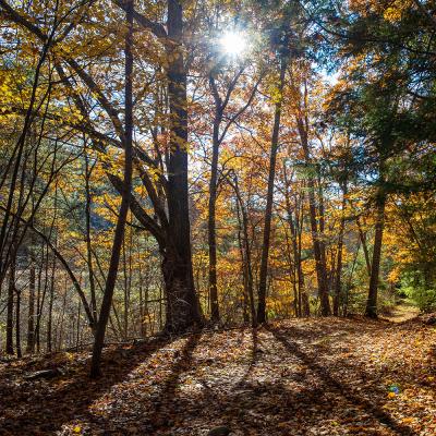 The sun shines through bright yellow and orange leaves in the autumnal woods near Trinity Retreat Center