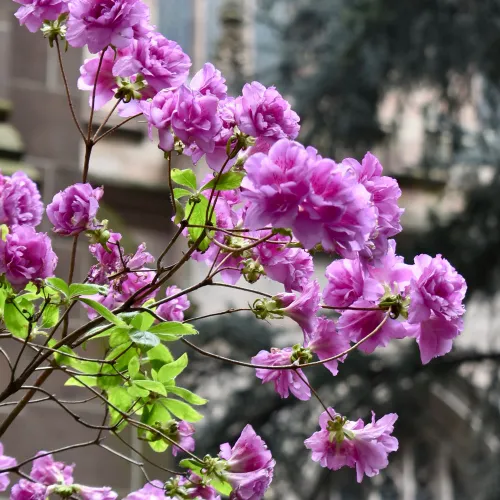 Springtime flowers in Trinity Churchyard