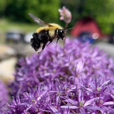 Bumblebee and purple flowers