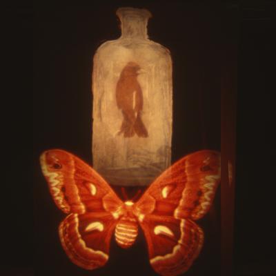 Projected image of a butterfly and a bird inside a bottle, from Ann McCoy's Conversations with Angels