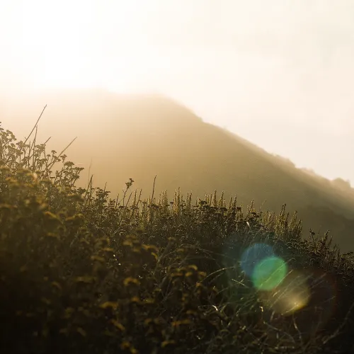 Image of sunlight over a field